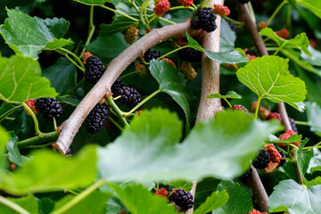 Mulberry Tree With Fruits Close Up