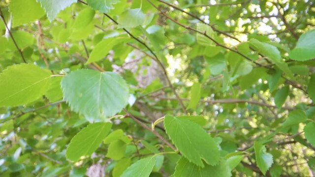 The waving green leaves of the Betula pendula or silver birch trees