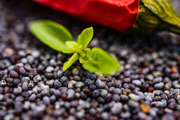 basilico e peperoncino su semi di papavero - macro