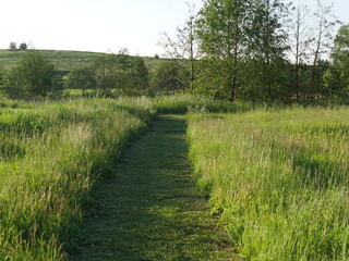 path in the field