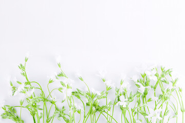 White wildflowers with green leaves isolated on a white background. groundworm creeping groundcover. Banner