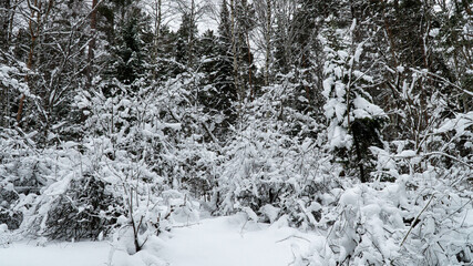 Landscape winter forest in the mountains