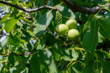 Small Growing Walnuts on Walnut Tree Close Up