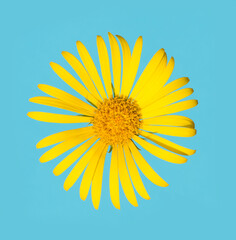 photo yellow flower on a blue background