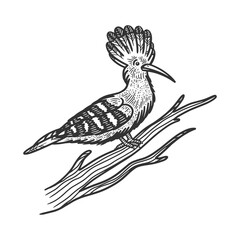 Eurasian hoopoe bird sketch engraving vector illustration. T-shirt apparel print design. Scratch board imitation. Black and white hand drawn image. © Oleksandr Pokusai