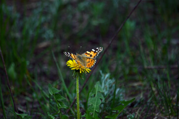 butterfly on flower