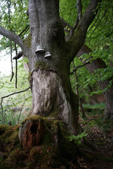 Moss grown alder trees landscape                        in conservation area Feldberger Seenlandschaft.     