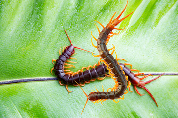 The centipede is a poisonous animal. It is on the green leaf.