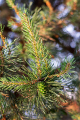Pine cone on pine tree