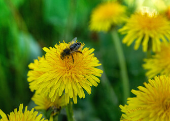A bee on a dandelion collects pollen