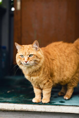 One cute pet. One red cat coming out of the house in the country.