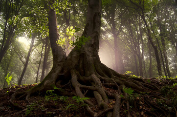 magical tree in forest, fairytale woods landscape