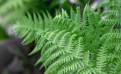 Growing fern leaves close up, copy space for text