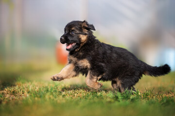 happy german shepherd puppy running outdoors in summer