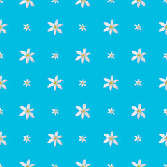photo white flower on a blue background