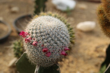 Cactus Thelocactus macdowellii with flower
