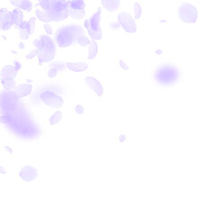 Violet flower petals falling down. Optimal romanti