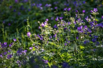 Detail einer Blumenwiese