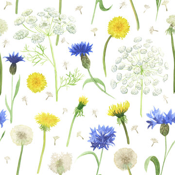 Botanical floral seamless pattern with cornflowers, dandelions and Queel Anne's lace flowers isolated on white
