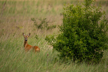 European roe deer - Capreolus capreolus on the meadow