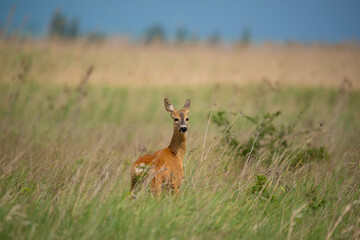 Naklejka na ściany i meble European roe deer - Capreolus capreolus on the meadow