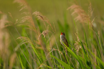 Great reed warbler - Acrocephalus arundinaceus sitting on a reed grass