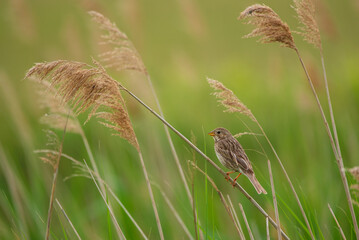 Corn bunting - Emberiza calandra on the reed grass