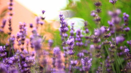 Lavender plant in blossom.