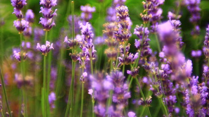 Obraz premium Lavender plant in blossom.