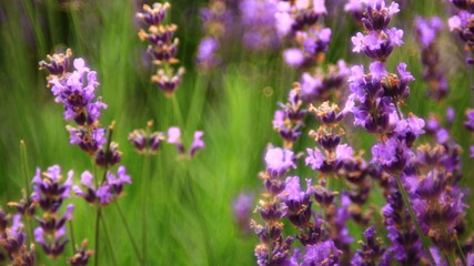 Lavender plant in blossom.