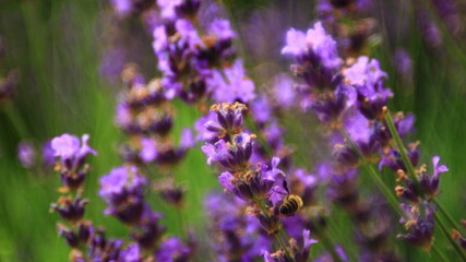 Lavender plant in blossom.