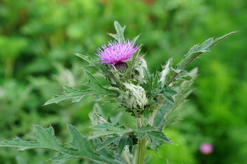 Thistle