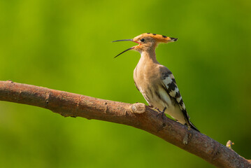 Eurasian hoopoe - Upupa epops on a tree branch