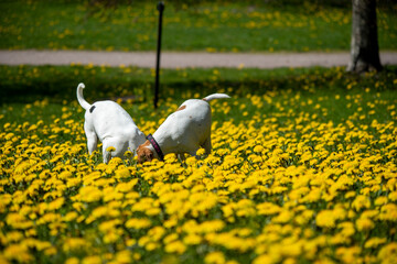 Dog on flower field
