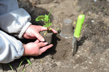 Juicy green seedlings of young flowers growing in the open field, flower care. Gardening. Planting young breeders.