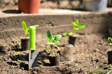 Juicy green seedlings of young flowers growing in the open field, flower care. Gardening. Planting young breeders.