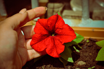 Beautiful petunia flower blooming in large bells on a sunny summer day. Grows in fertile soil.