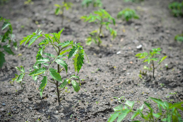 Juicy green seedlings of young tomatoes growing in open field, tomato care. Agriculture.