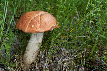 Edible mushroom Leccinum albostipitatum growing under aspen in the meadow. Mushroom with red cap and white stem in the grass.