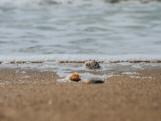 Beautiful Seashells In The Sand On The Sea Coast Or Ocean. Sea Foam On Sea Shells. Summer Concept. Wallpaper. High Quality