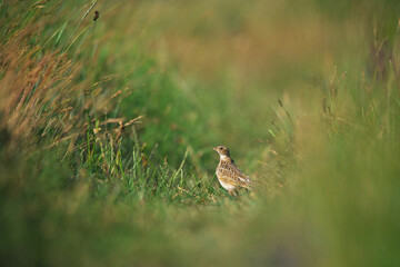 Eurasian skylark - Alauda arvensis in the grass