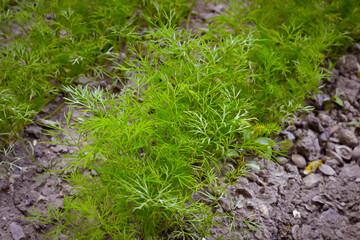 Juicy green seedlings of young dill growing in open ground, dill care. Agriculture.