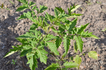 Juicy green seedlings of young tomatoes growing in open field, tomato care. Agriculture.