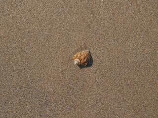 Beautiful Seashell Is A Rapana In The Sand. View From Above. . Summer Concept. Wallpaper. High Quality