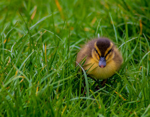 Adorable Little Yellow Duckling Moving Through the Grass