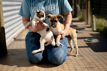 Woman with a dogs in a dog shelter 