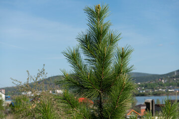 Fototapeta na wymiar The top of a lush fir against the blue sky.