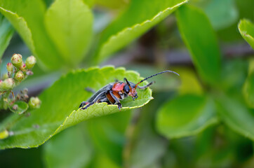 Small long-legged garden insect with antennas sitting on a green leaf macro shot shallow depth of field