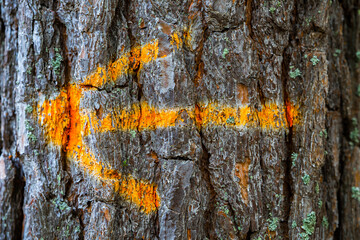 Orange arrow on a tree