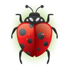 Obraz premium ladybird